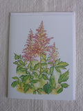 Astilbes 4x5 Blank Card