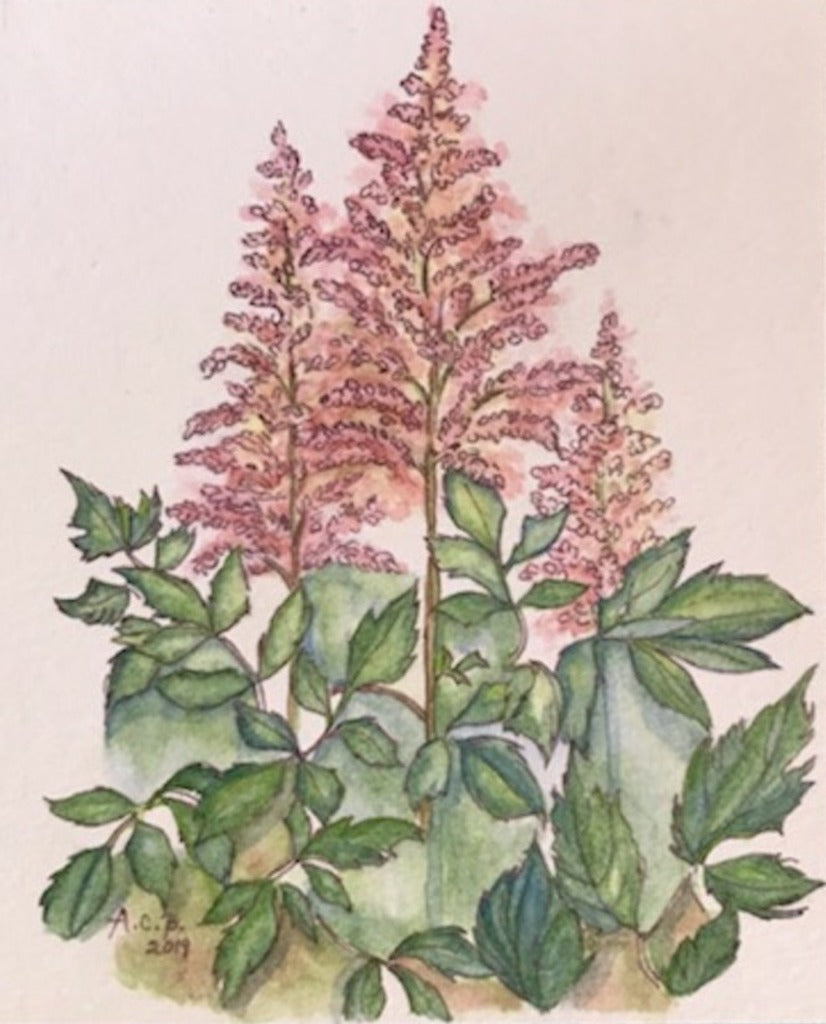 Astilbes 4x5 Blank Card