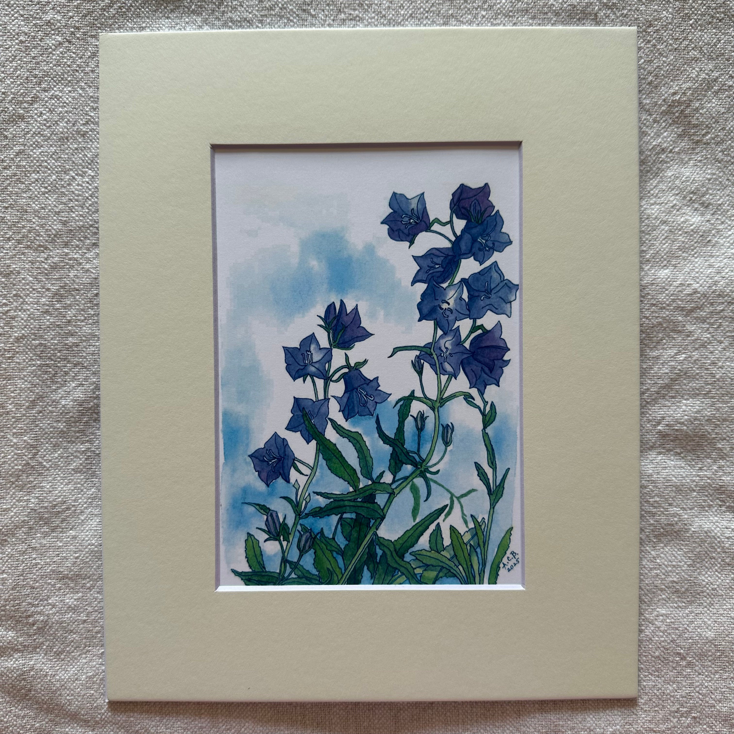 Garden Flowers 5x7 Print with 8x10 Mat: Bellflower