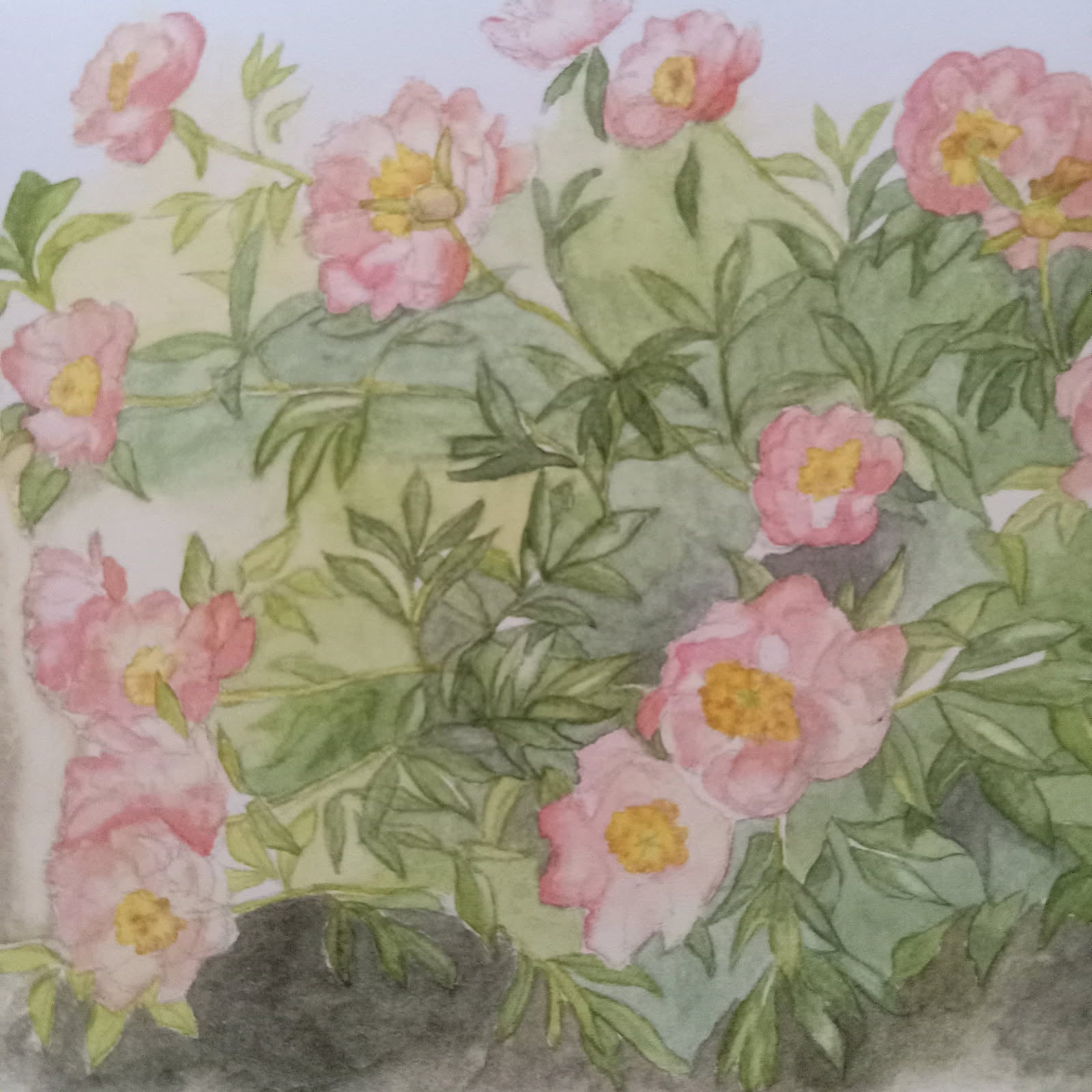 Garden Flowers 4x5 Blank Watercolor Card: Capitol Hill Peonies
