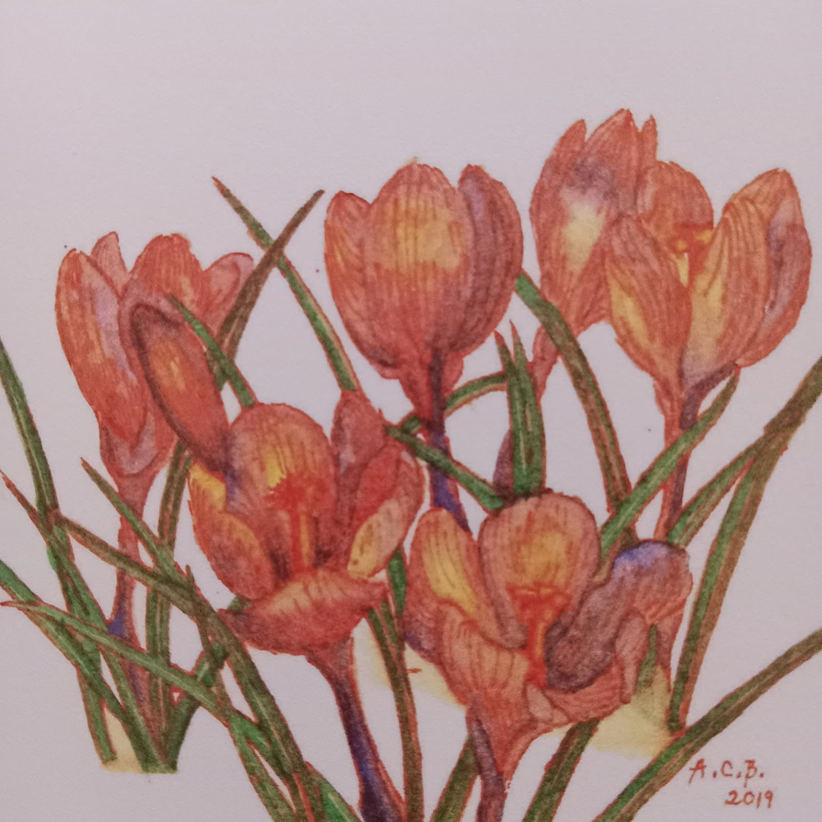 Garden Flowers 4x5 Blank Watercolor Card: Crocuses