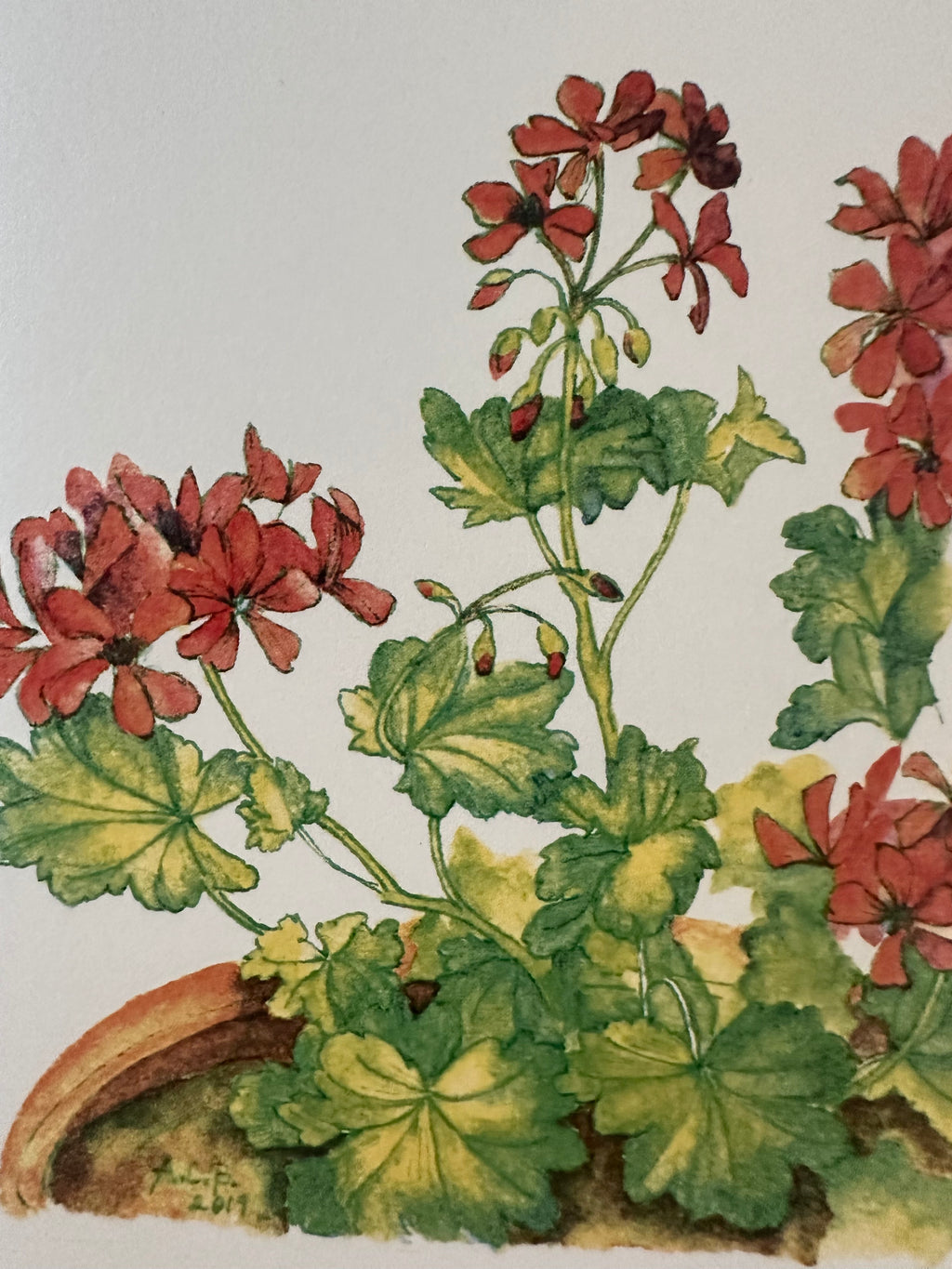 Garden Flowers 4x5 Blank Watercolor Card: Geraniums