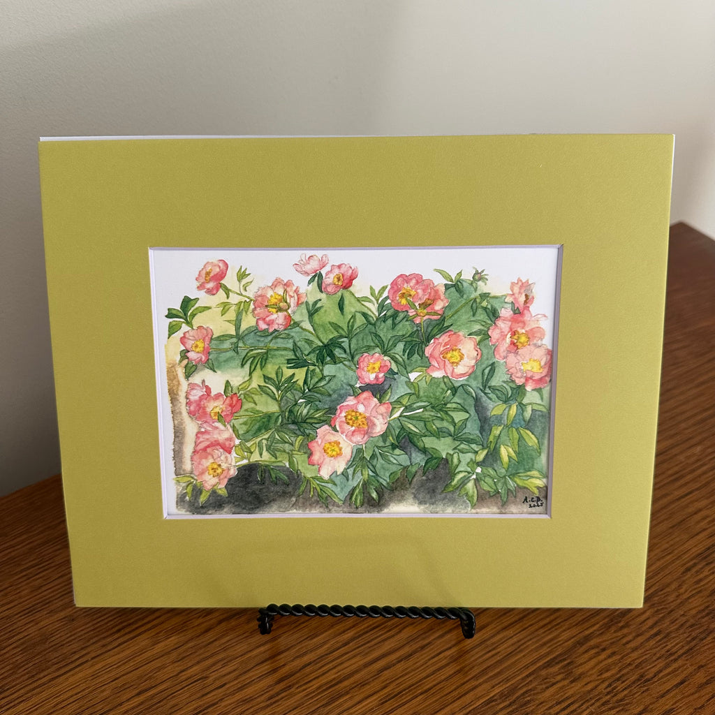 Garden Flowers 5x7 Print with 8x10 Mat: Capitol Hill Peonies