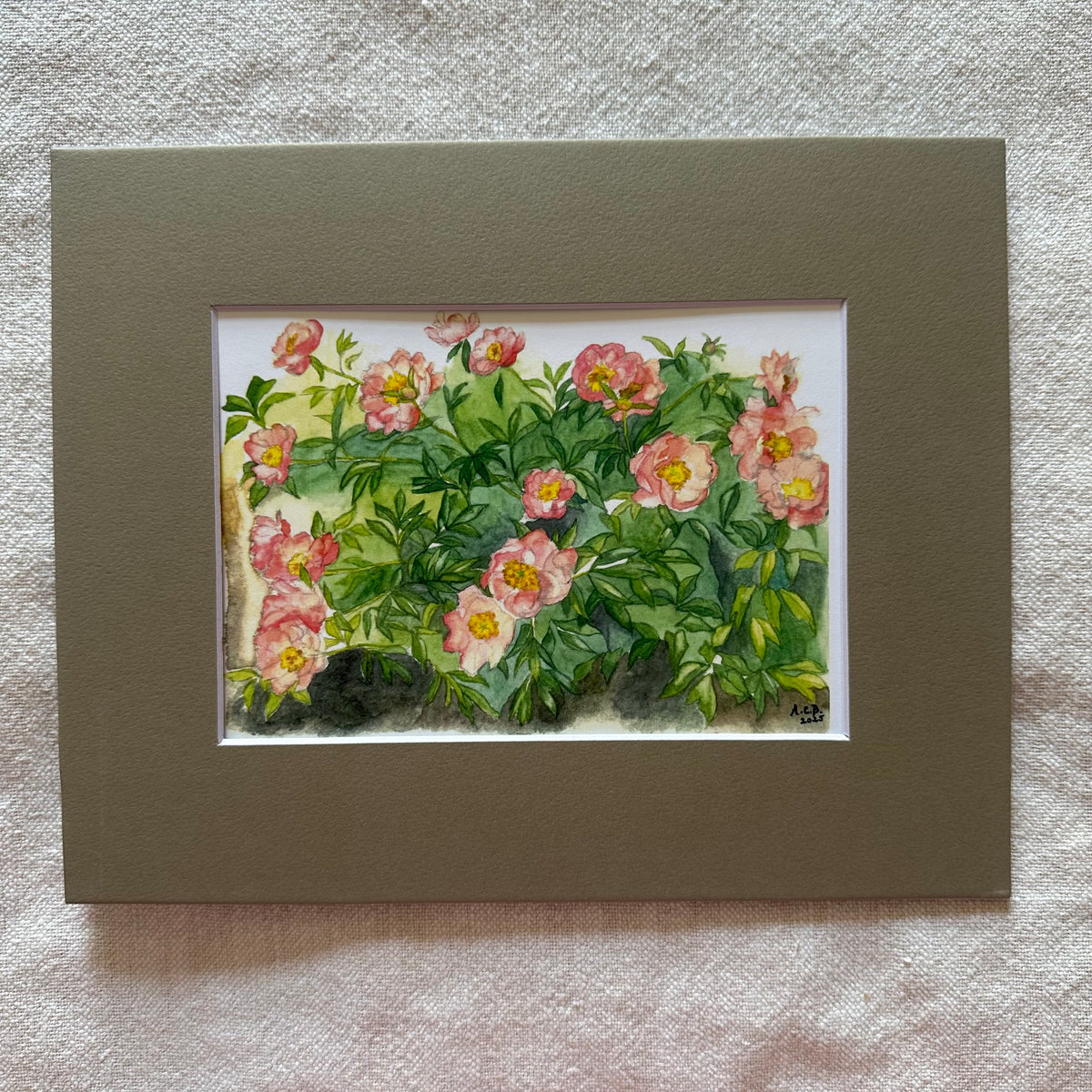 Garden Flowers 5x7 Print with 8x10 Mat: Capitol Hill Peonies