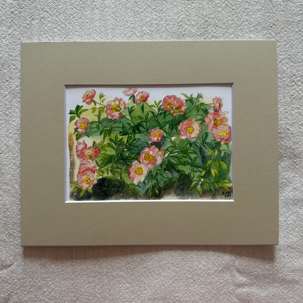 Garden Flowers 5x7 Print with 8x10 Mat: Capitol Hill Peonies