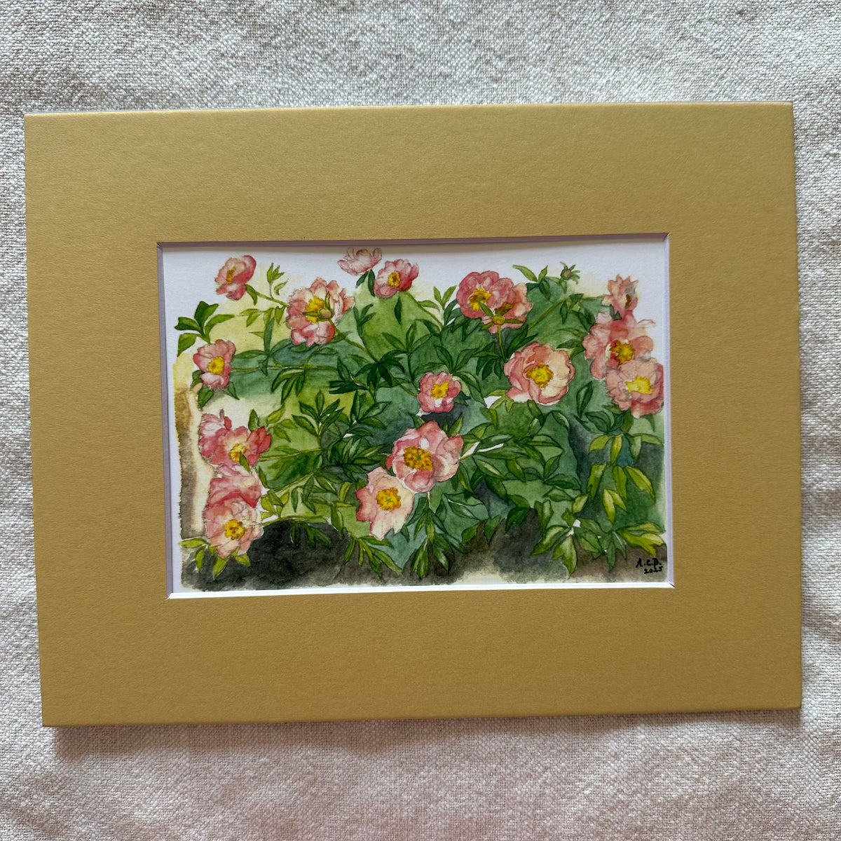 Garden Flowers 5x7 Print with 8x10 Mat: Capitol Hill Peonies