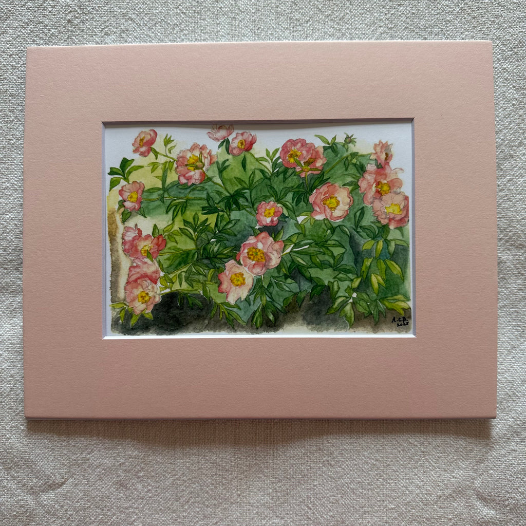 Garden Flowers 5x7 Print with 8x10 Mat: Capitol Hill Peonies