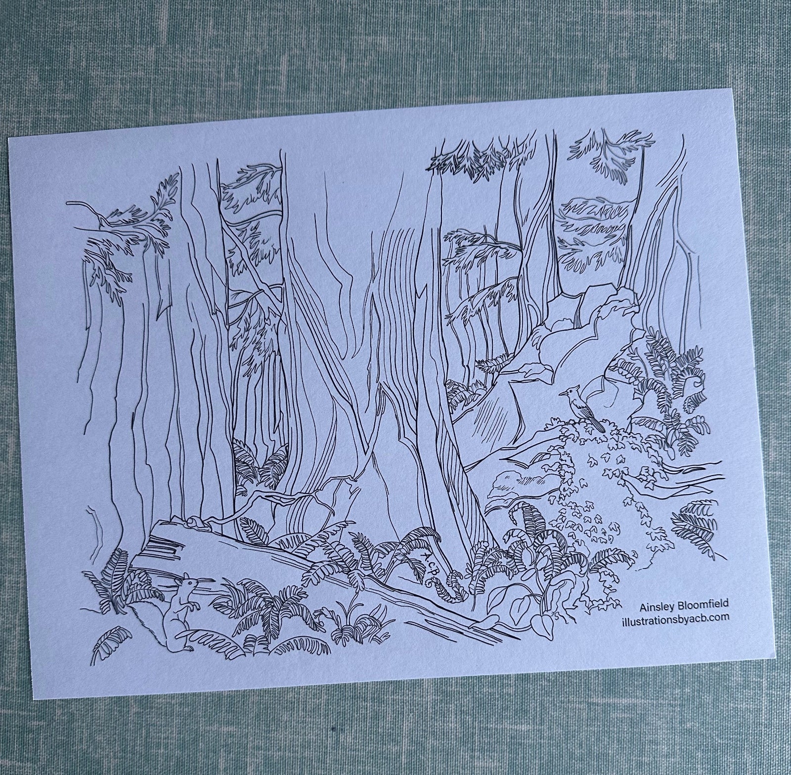 Redwood coloring page 
Redwood coloring page free
California redwood coloring page
Redwood tree coloring page
Redwood forest coloring page
Redwood national park coloring page
Redwood coloring sheet
Redwood coloring page printable
Redwood national park for kids
Redwood coloring page PDF