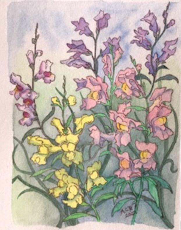 Snapdragons 5x7 Blank Card