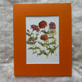 Garden Flowers 5x7 Print in 8x10 Mat: Zinnias