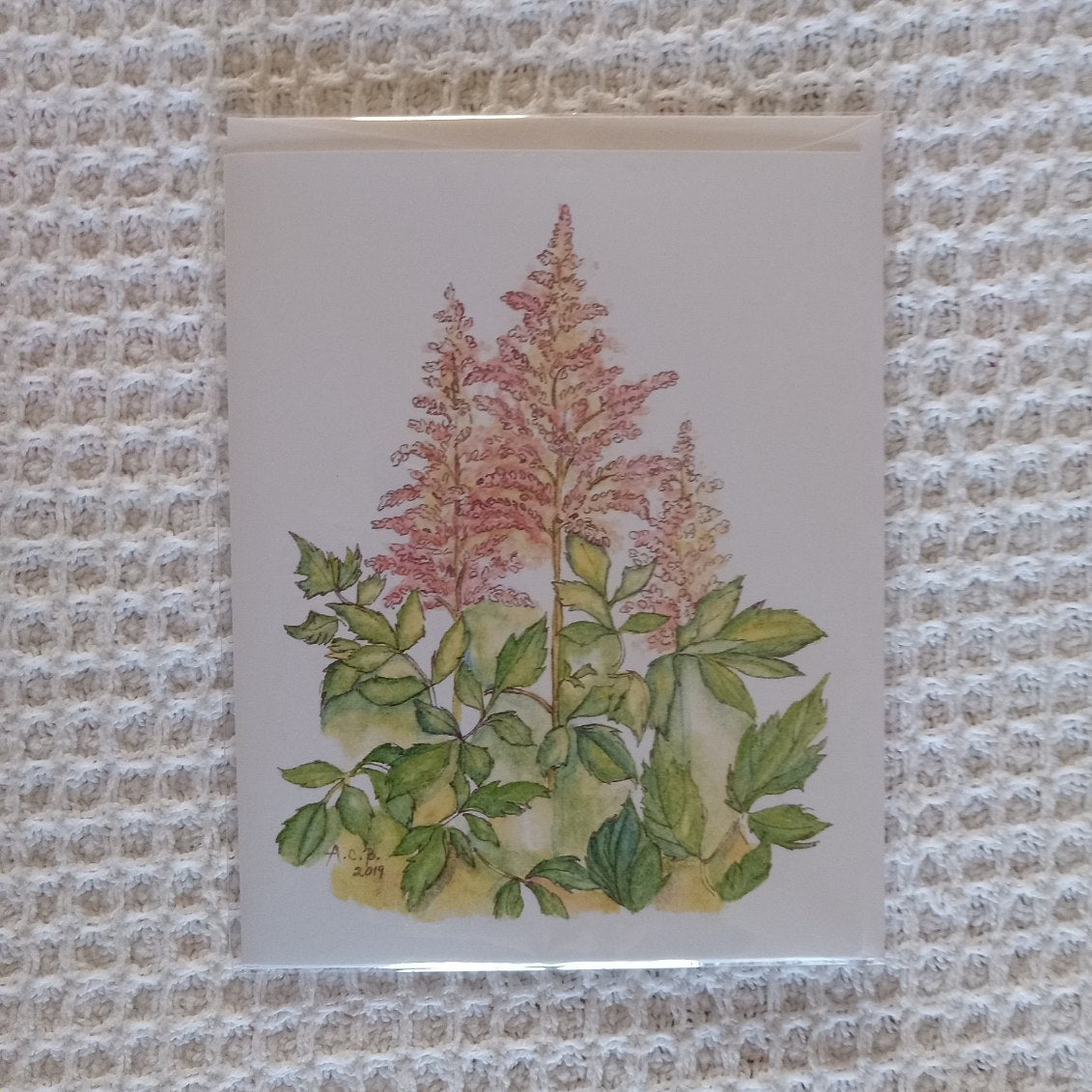 Astilbes 4x5 Blank Card
